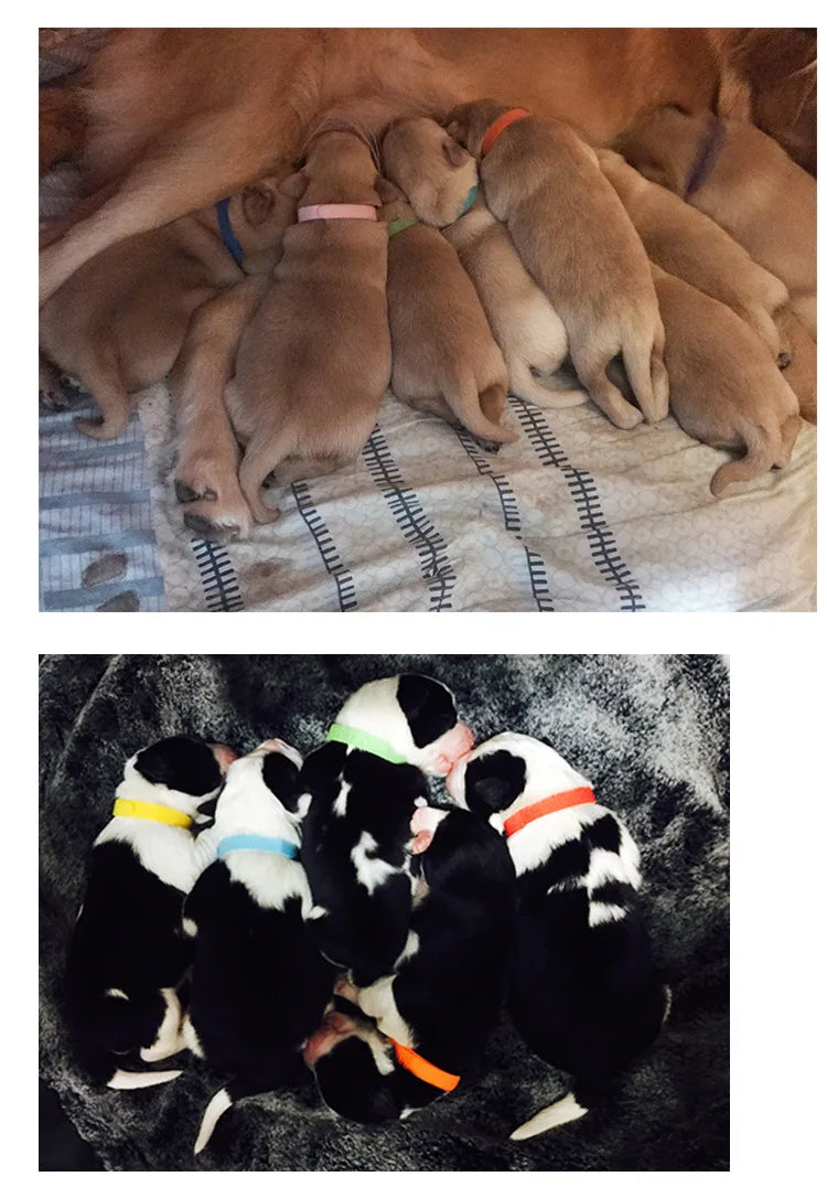 12 colliers couleurs pour chiots et chats – Identification, réglables avec crochet et boucle - Le Panier du Chien