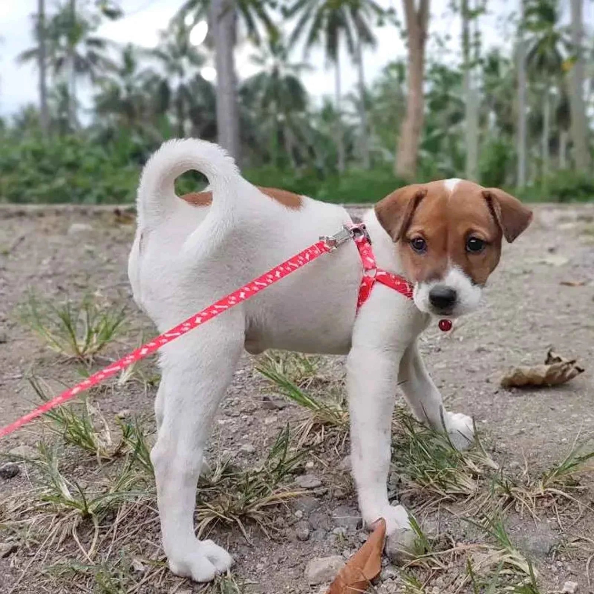 Laisse pour petit chien bon marché, laisse pour chiots, ensemble de laisse et harnais pour animaux de compagnie, ensemble de cordes en plomb mignonnes, laisse pour chaton, décoration de choses pour animaux de compagnie