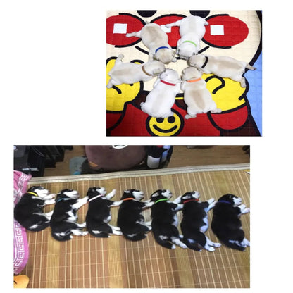 12 colliers couleurs pour chiots et chats – Identification, réglables avec crochet et boucle - Le Panier du Chien