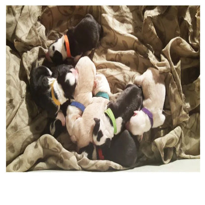 12 colliers couleurs pour chiots et chats – Identification, réglables avec crochet et boucle - Le Panier du Chien