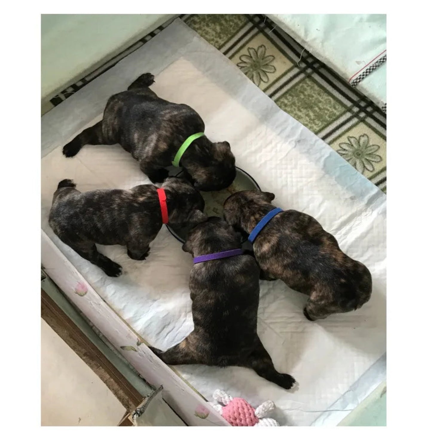 12 colliers couleurs pour chiots et chats – Identification, réglables avec crochet et boucle - Le Panier du Chien